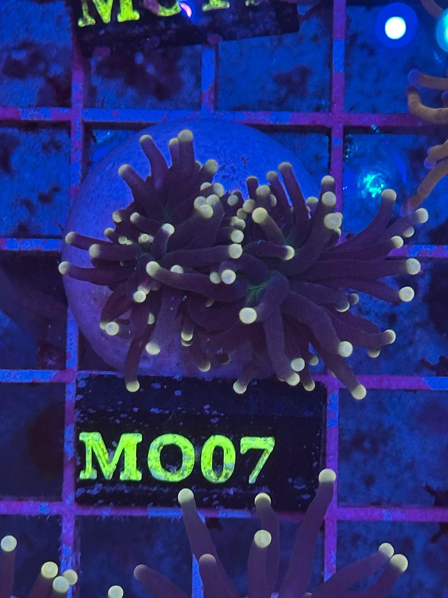 Euphyllia glabrescens "Black Torch" (Yellow Tips) (Antorcha Negra / Black Torch Coral)