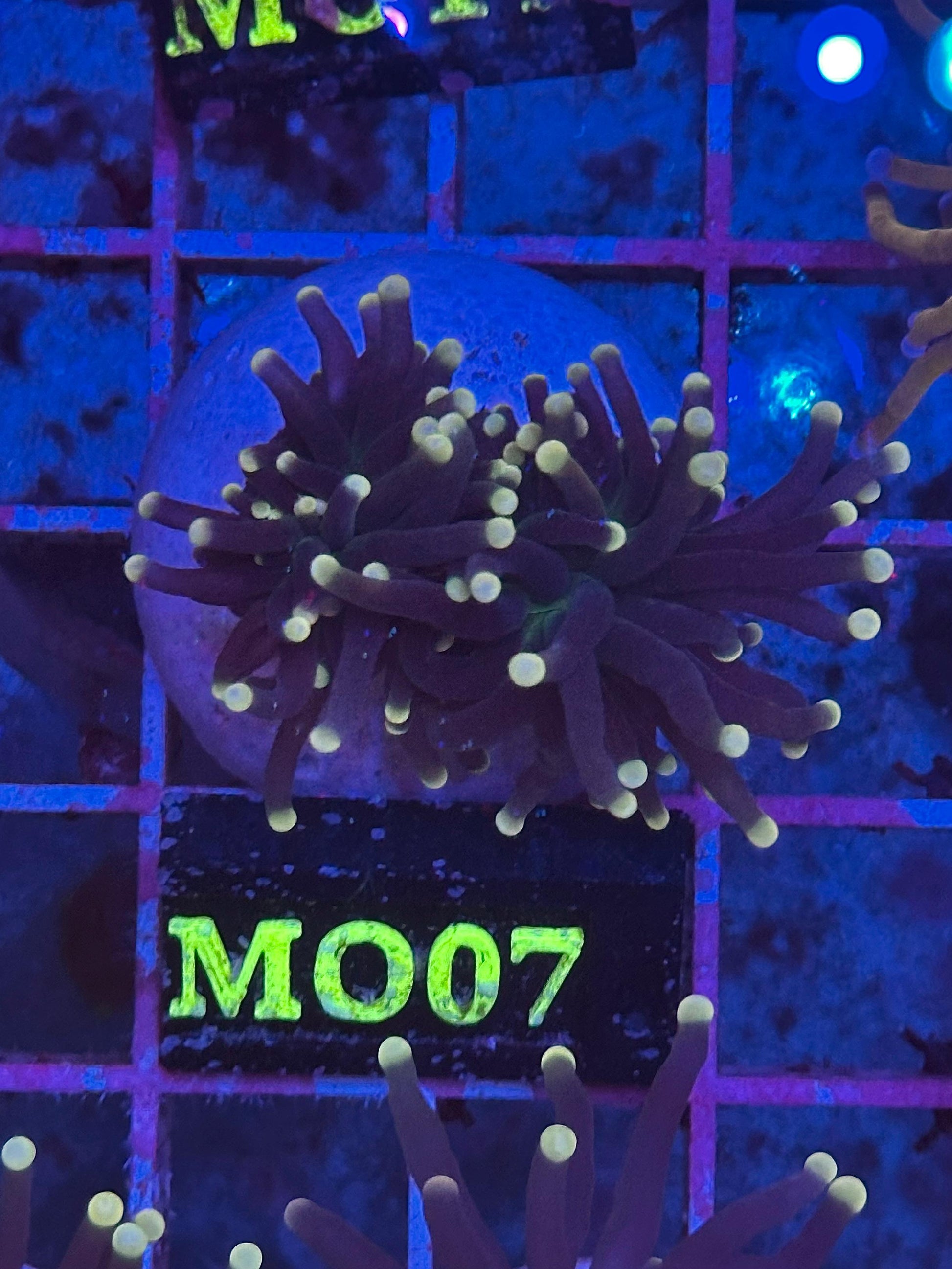 Euphyllia glabrescens "Black Torch" (Yellow Tips) (Antorcha Negra / Black Torch Coral)