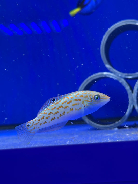 Halichoeres timorensis (Lábrido de Timor / Timor Wrasse)