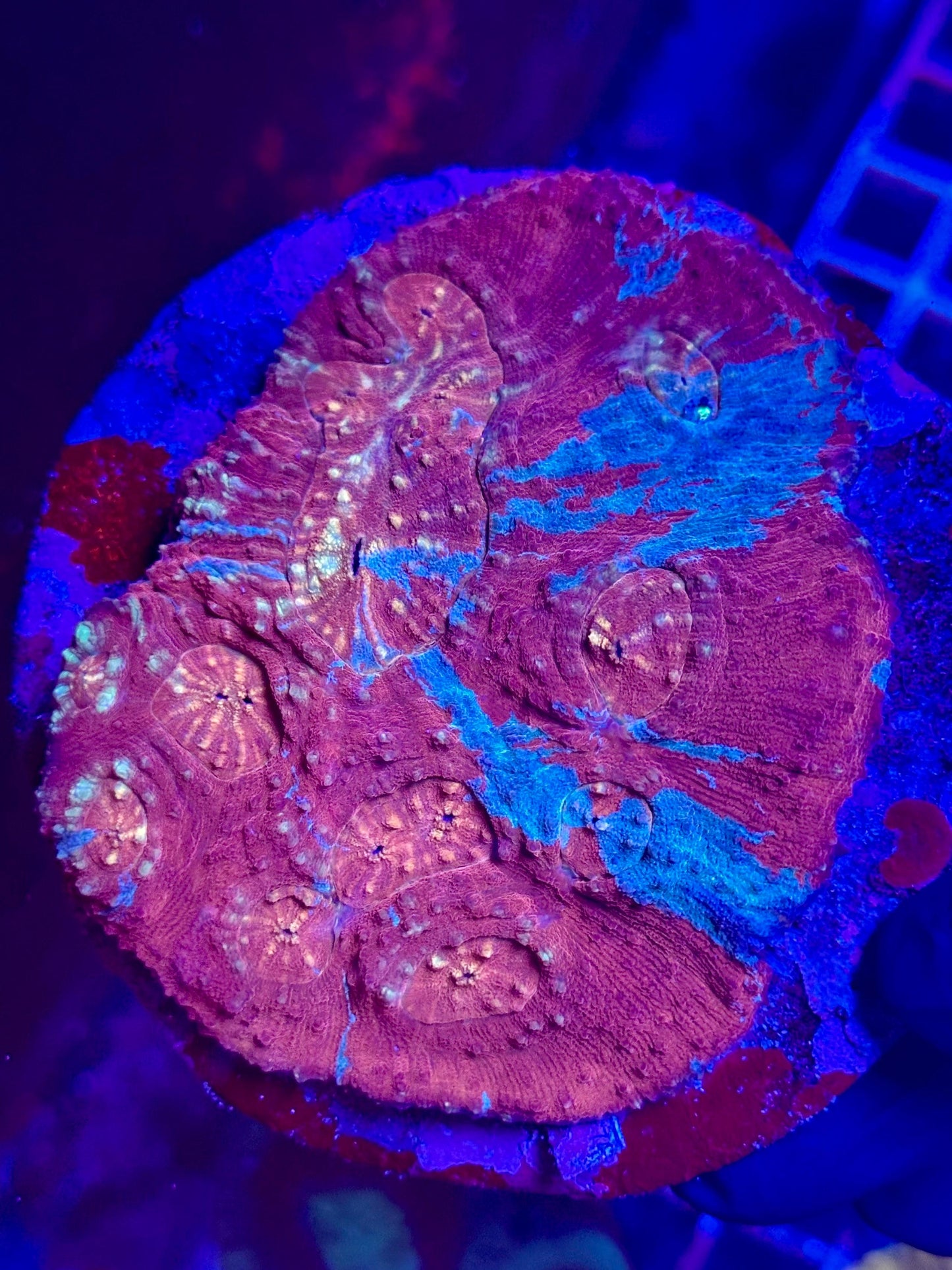 Lobophyllia rowleyensis (Australomussa) WYSIWYG