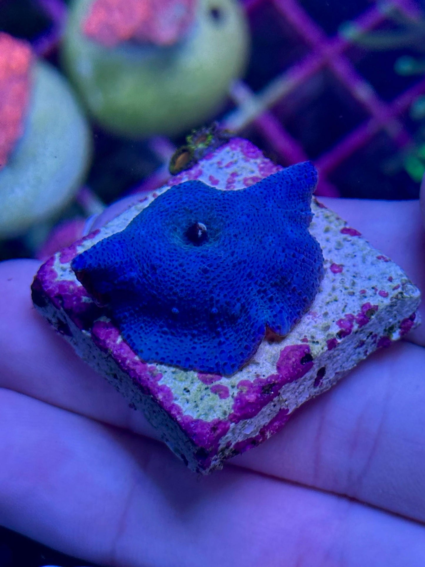Discosoma Blue (Coral Mushroom Azul)