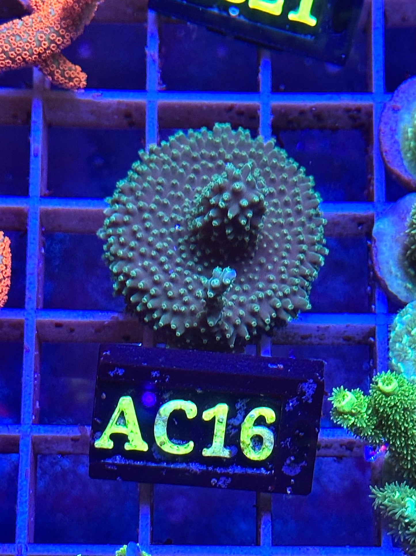 Acropora Formosa AC16
