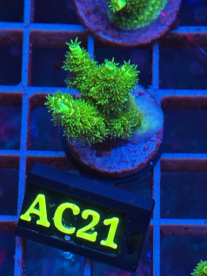 Acropora MILLEPORA GREEN & YELLOW