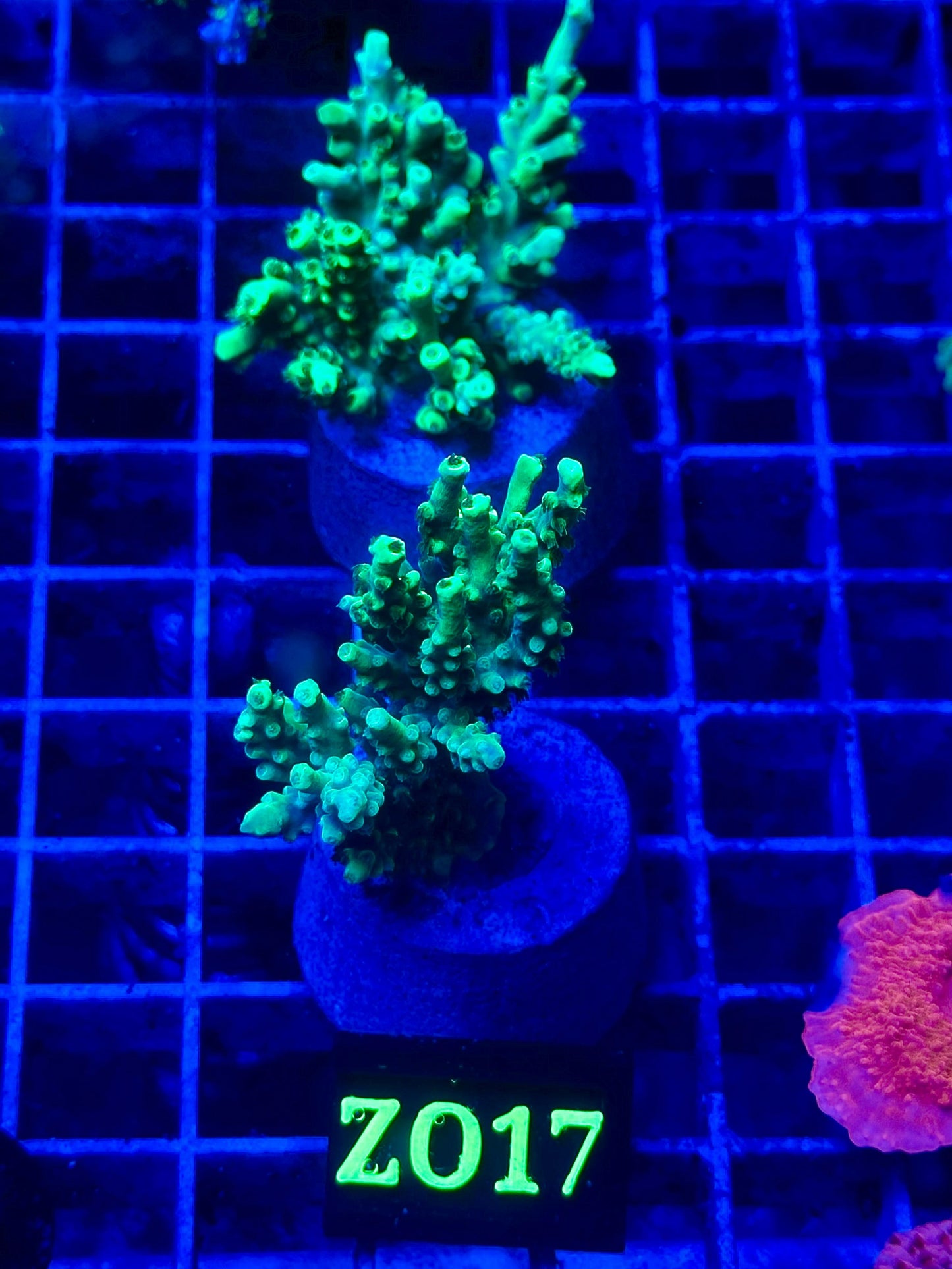 Acropora aculeus "Verde Fluor"