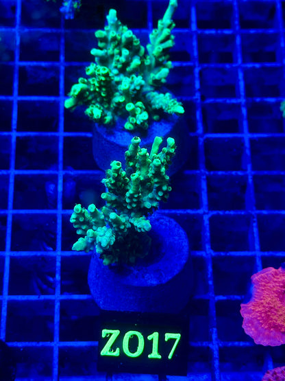 Acropora aculeus "Verde Fluor"