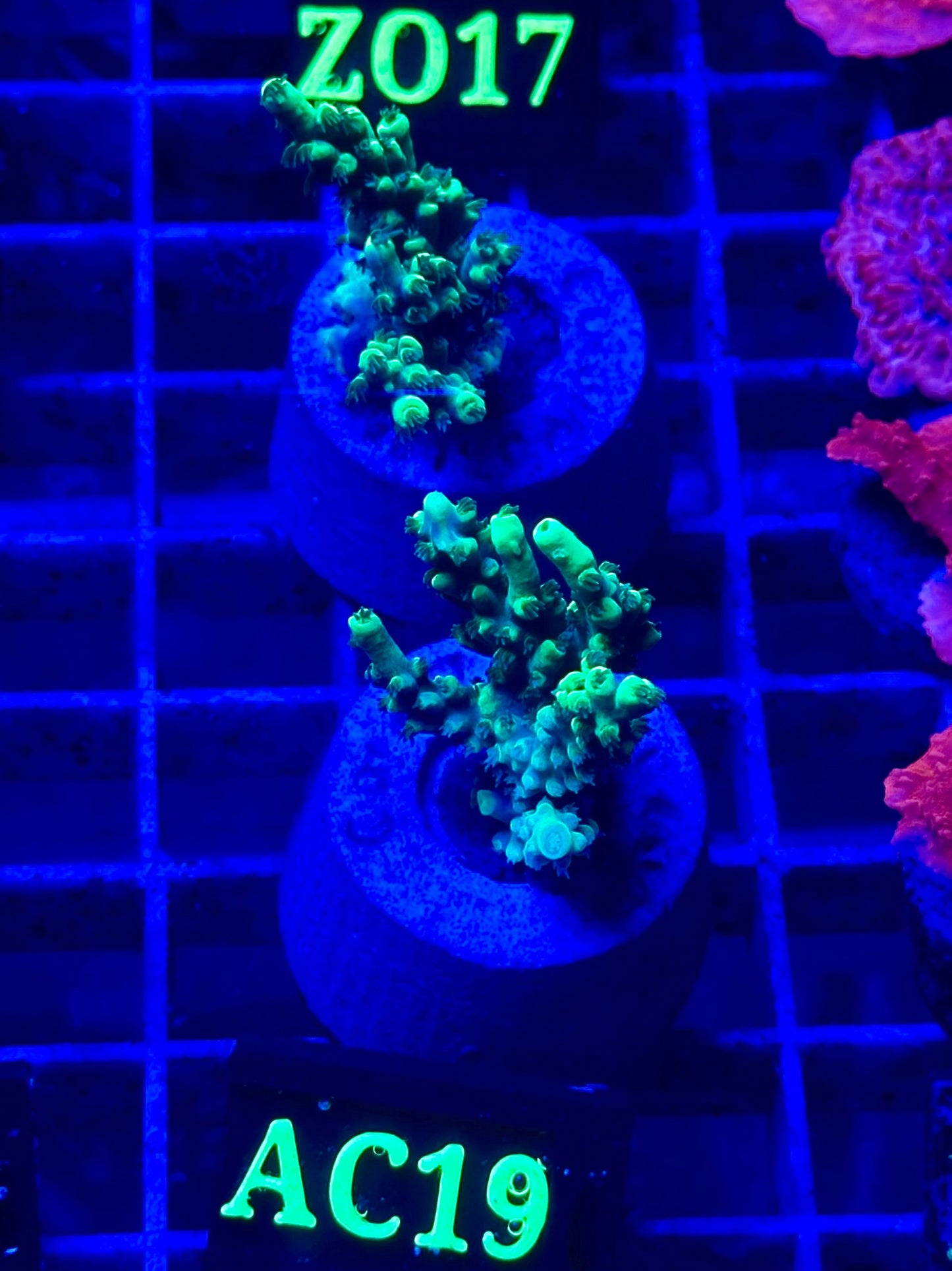 Acropora aculeus "Verde Fluor"