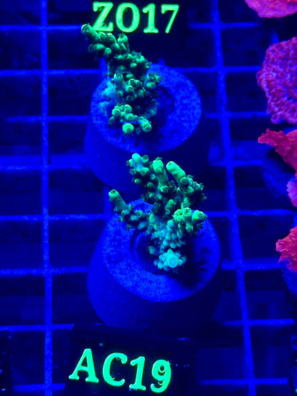 Acropora aculeus "Verde Fluor"