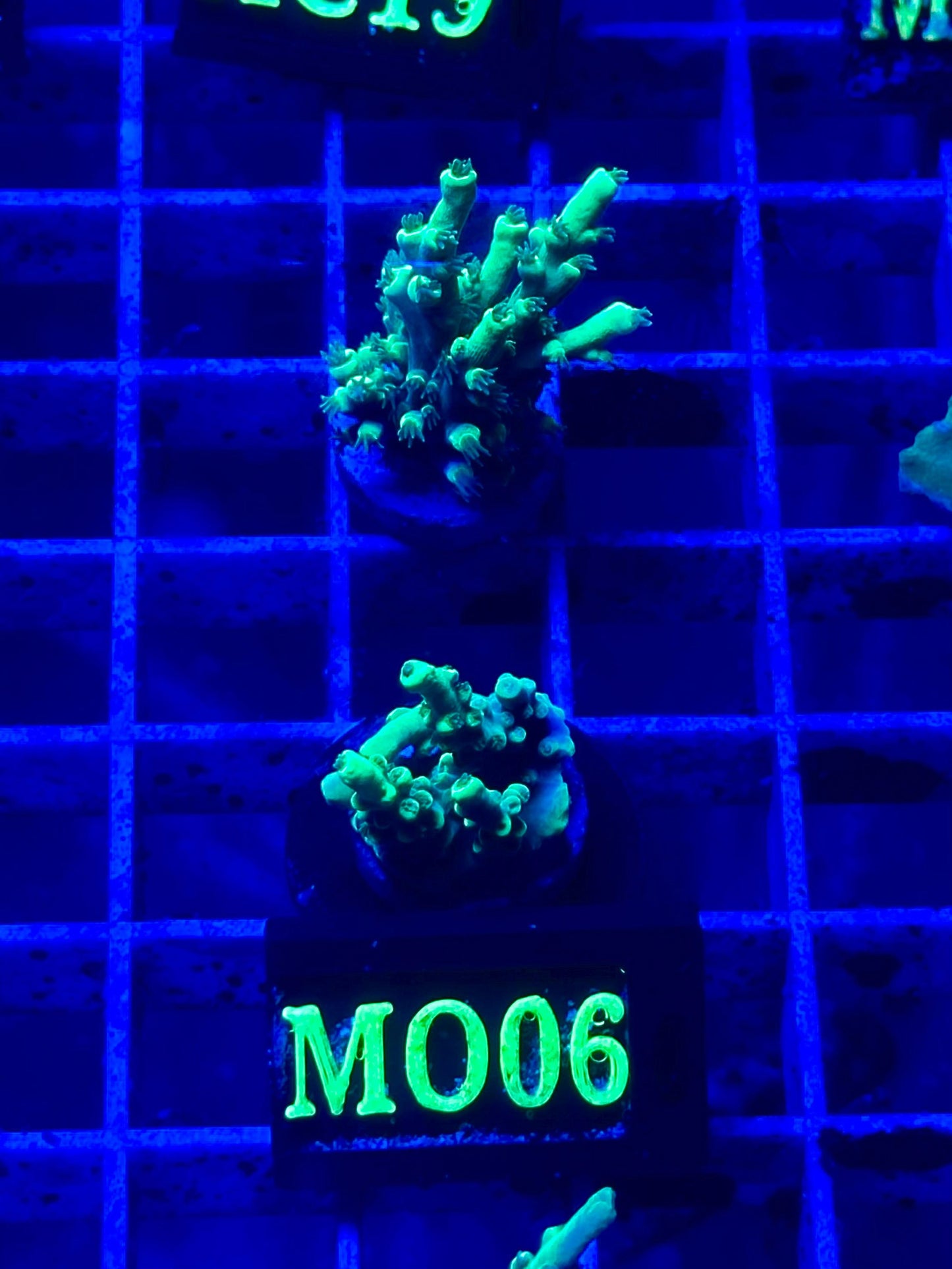 Acropora aculeus "Verde Fluor"