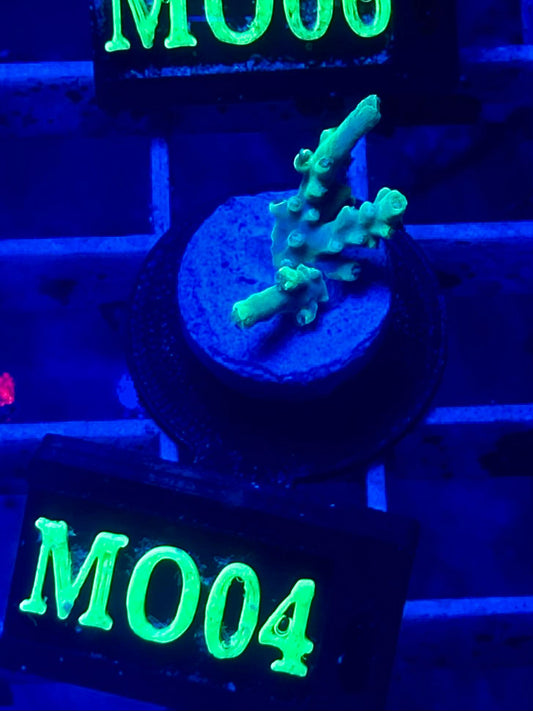 Acropora aculeus "Verde Fluor" - CoralMastery | CORAL