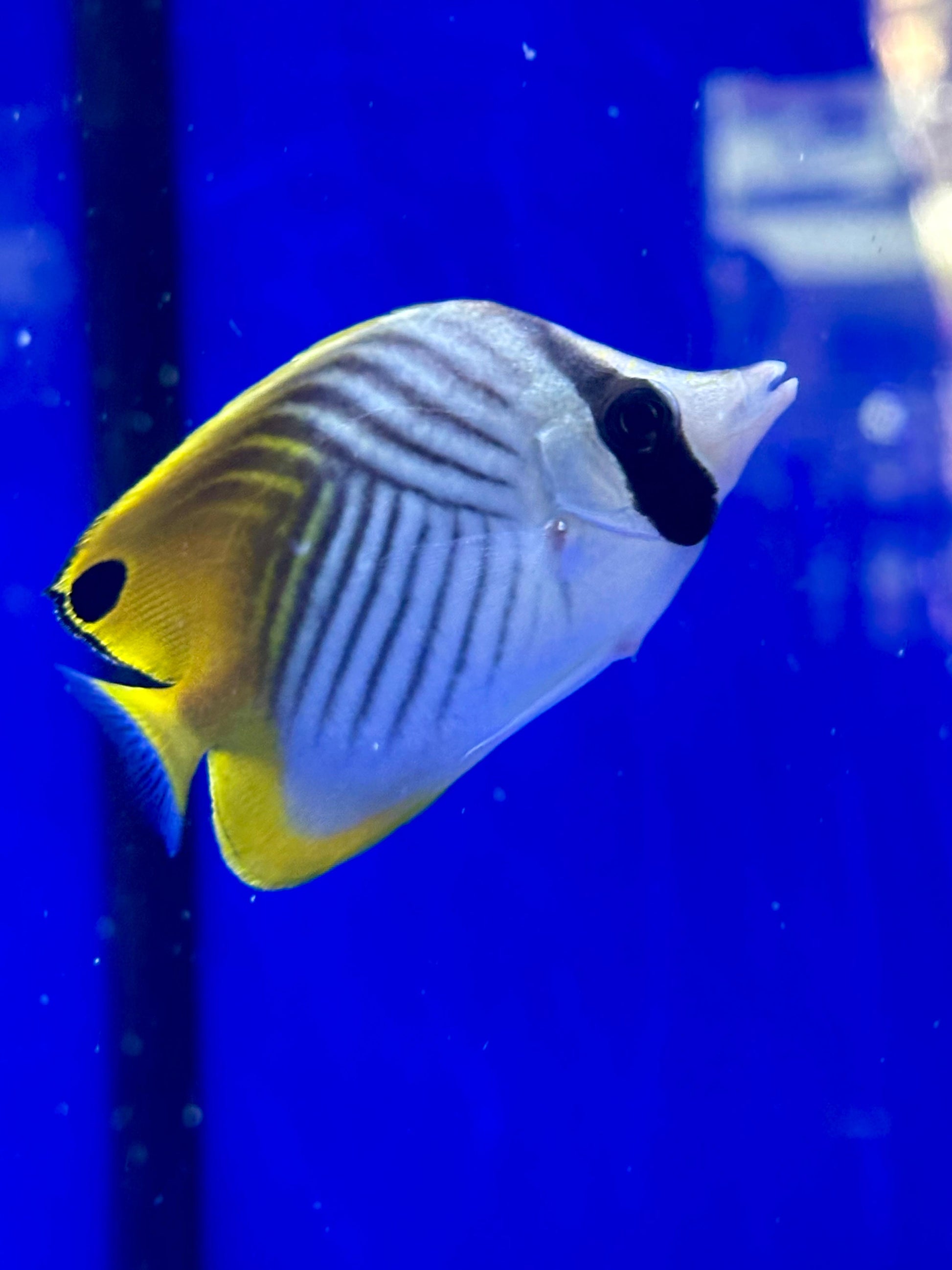 Chaetodon auriga (Pez mariposa de aletas de hilo / Threadfin Butterflyfish) - CoralMastery | PECES