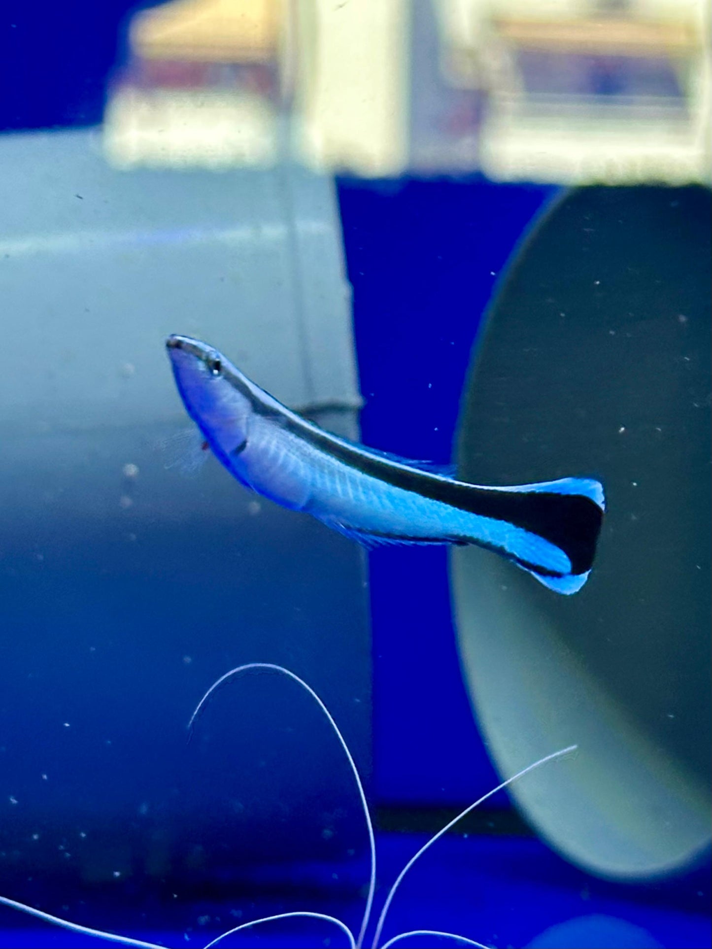 Labroides dimidiatus | Pez Lábrido Limpiador Azul