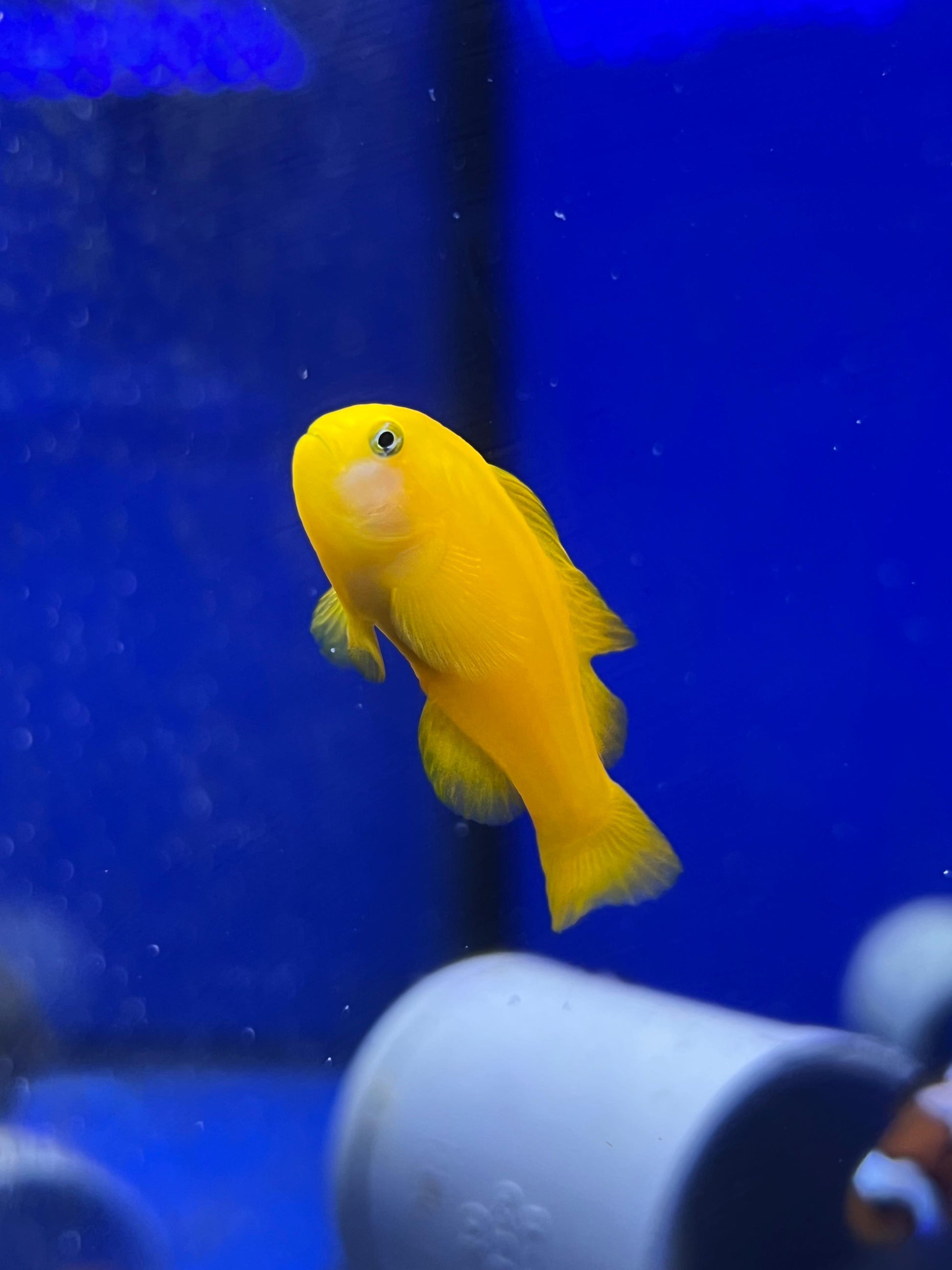 Gobiodon okinawae (Gobio de coral amarillo o Gobio amarillo) - CoralMastery | PECES