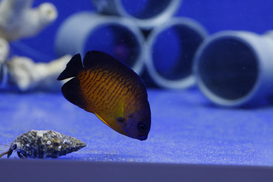 Pez Ángel Enano Coral Beauty (Centropyge bispinosa) - CoralMastery | PECES