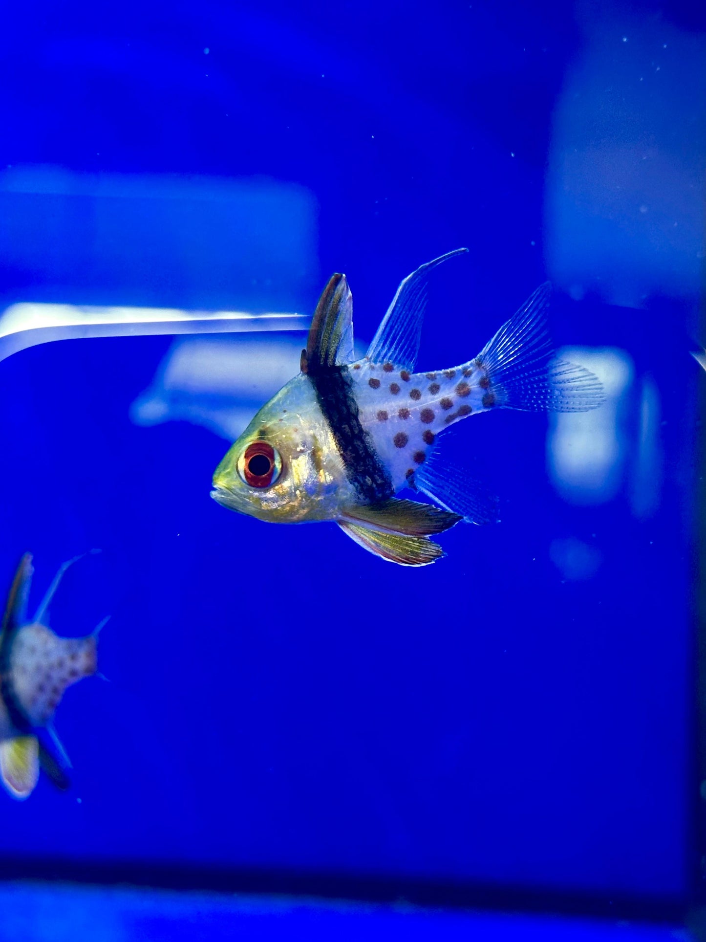 Cardenal Punteado - Sphaeramia nematoptera - CoralMastery | PECES
