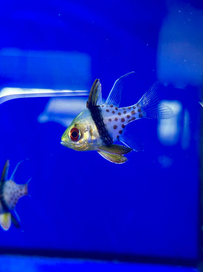 Cardenal Punteado - Sphaeramia nematoptera - CoralMastery | PECES