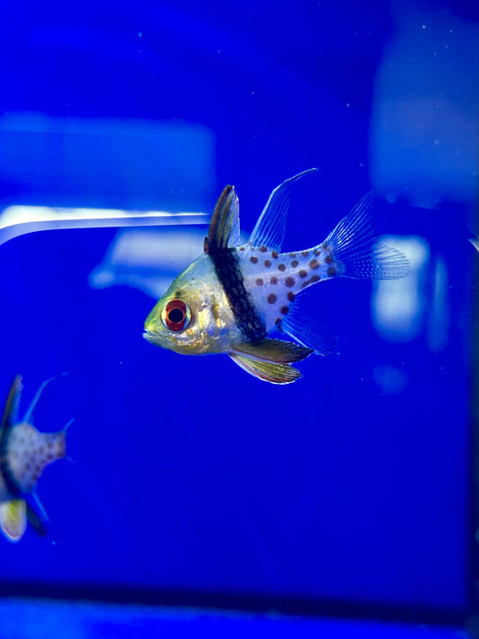 Cardenal Punteado - Sphaeramia nematoptera - CoralMastery | PECES