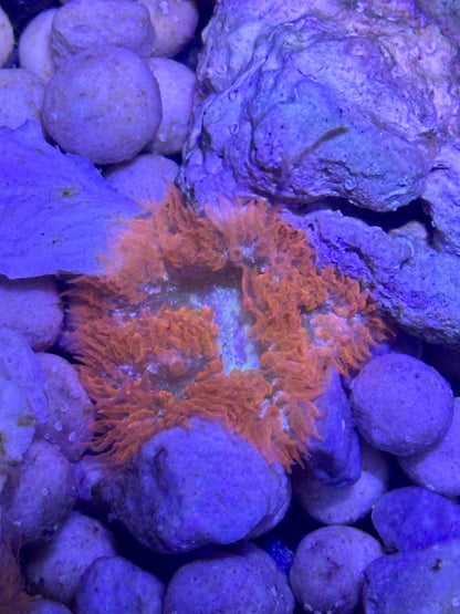 Anémona roja de roca (Phymanthus crucifer) - CoralMastery | ANÉMONAS