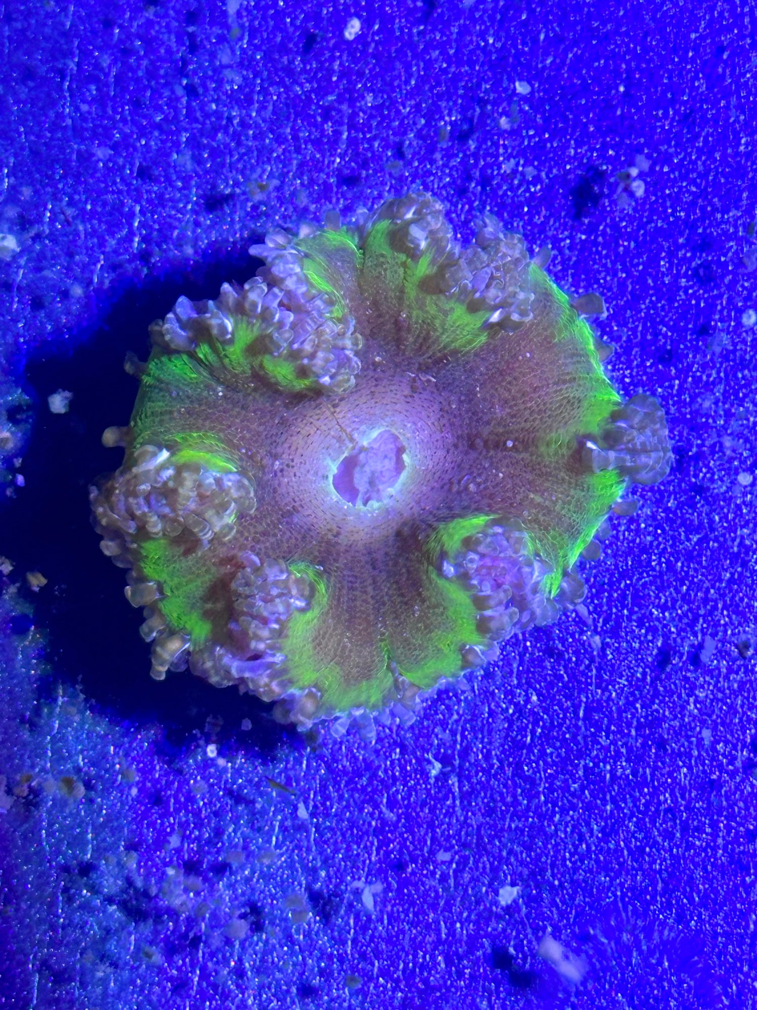 Anémona roja de roca (Phymanthus crucifer) - CoralMastery | ANÉMONAS