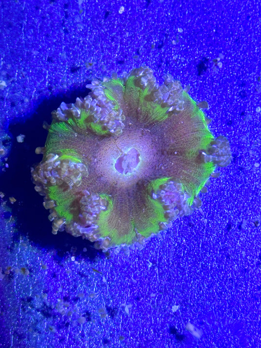 Anémona roja de roca (Phymanthus crucifer) - CoralMastery | ANÉMONAS