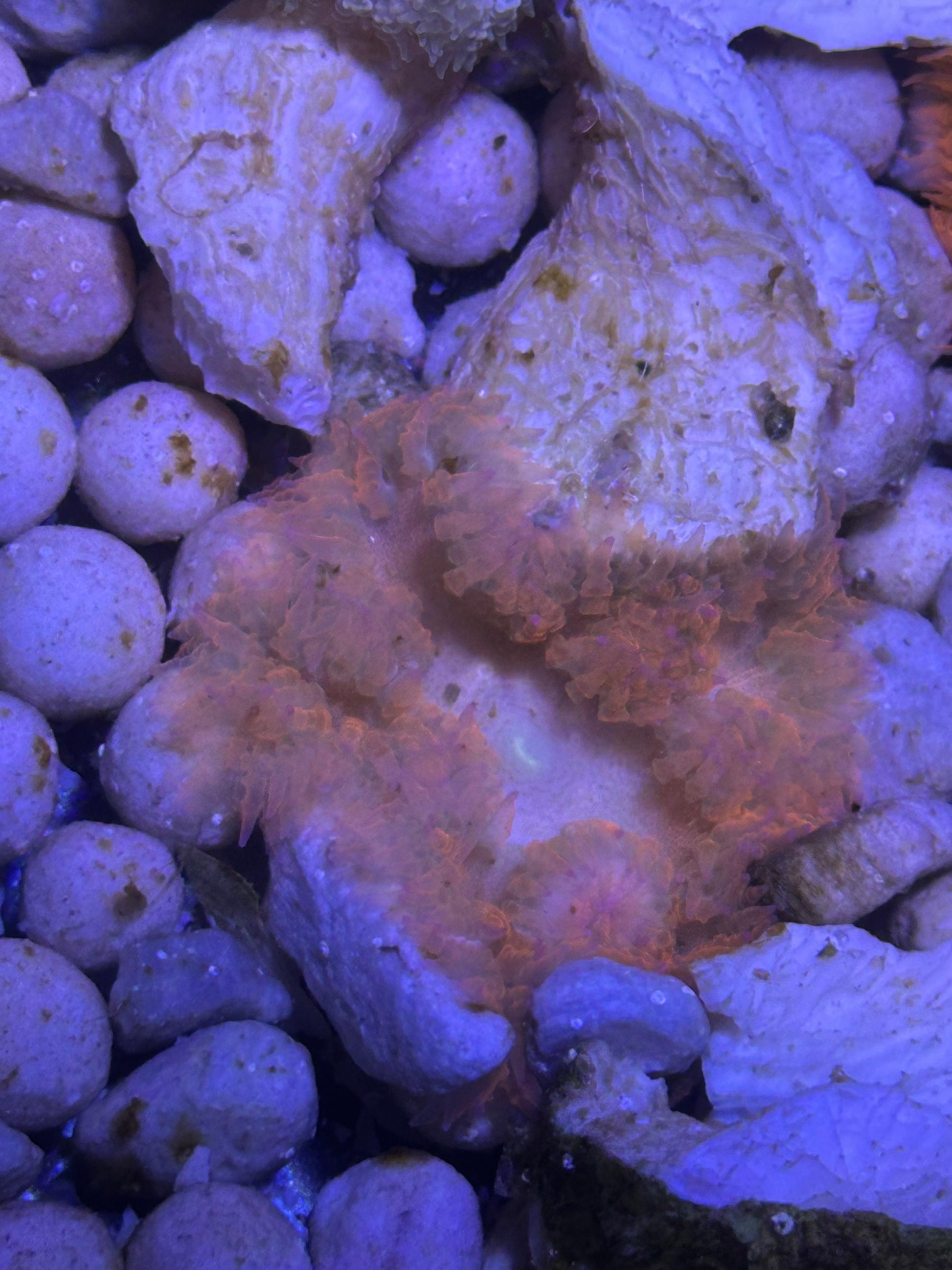 Anémona roja de roca (Phymanthus crucifer) - CoralMastery | ANÉMONAS