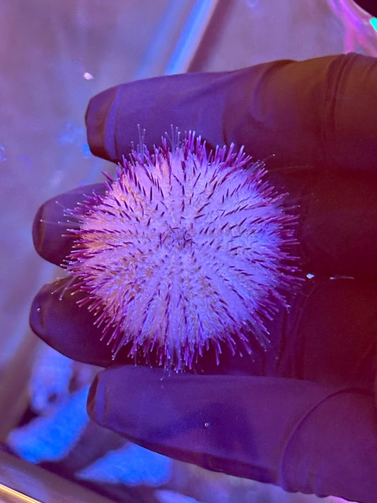 Lytechinus variegatus (Erizo recolector variado / Variegated Sea Urchin)