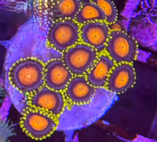 Zoanthus RASTA 2 (Plug)