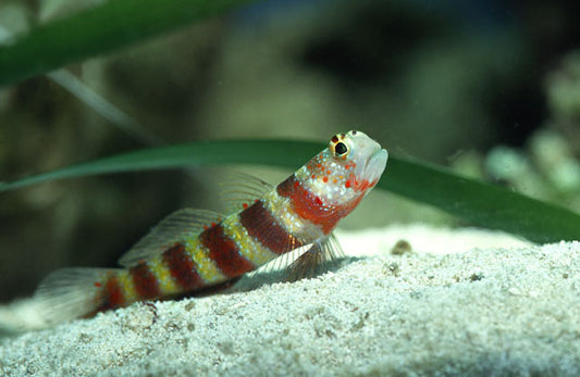 Amblyeleotris wheeleri – Gobio de Wheeler