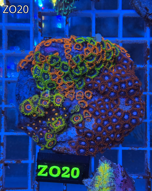 Zoanthus MIX ZO20