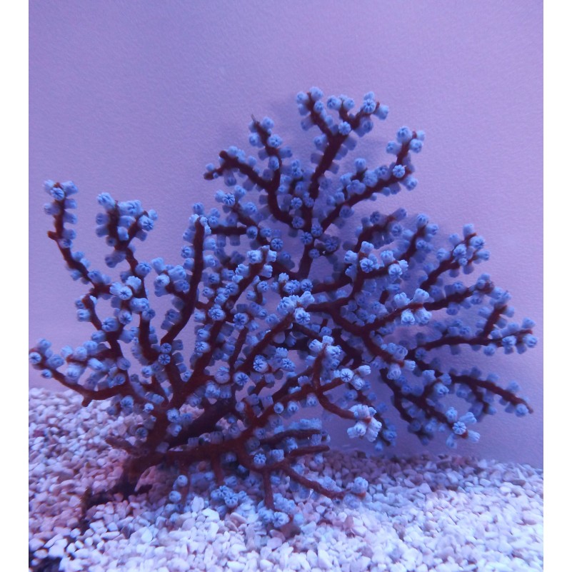 Gorgonia Blueberry Acalycigorgia L030 CoralMastery, coral marino vibrante para acuarios reef.
