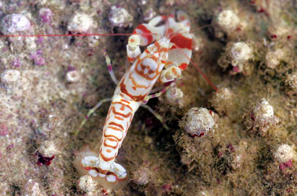 Alpheus bellulus (Camarón pistola tigre)