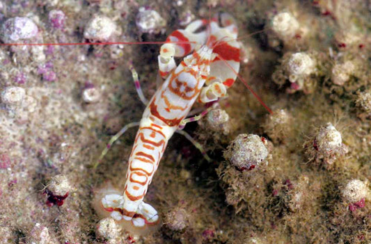 Alpheus bellulus (Camarón pistola tigre)