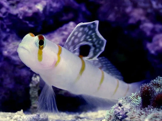 Amblyeleotris randalli (Gobio de Randall)