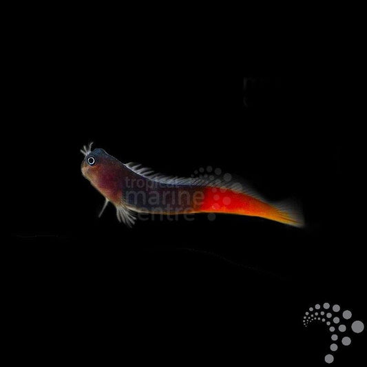 Blenio Bicolor - Ecsenius bicolor