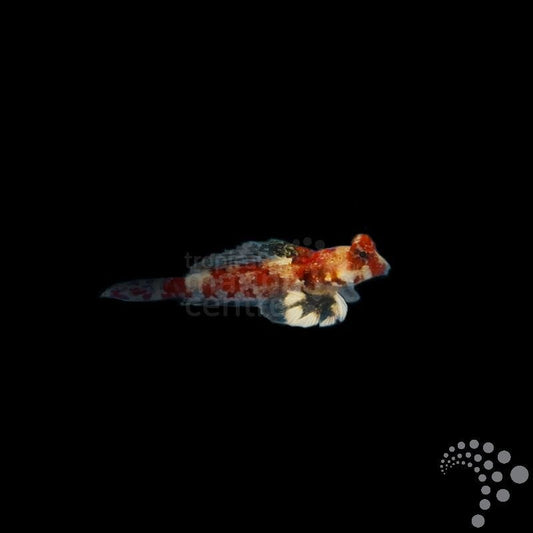 Dragoneta Scooter Rosada - Synchiropus stellatus