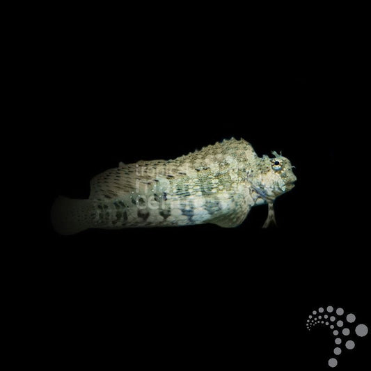 Salarias fasciatus - Blenio