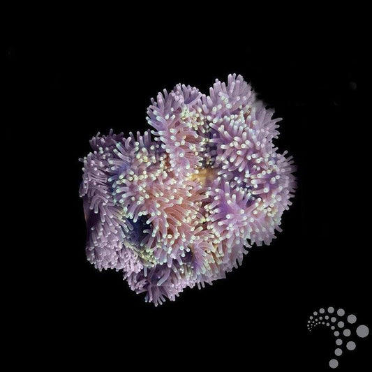 Anémona Ritteri de Colores - Heteractis magnifica