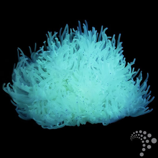 Anémona Malu Blanca - Heteractis crispa