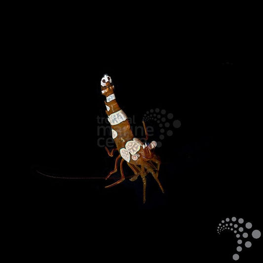 Camarón Sexy - Thor amboinensis