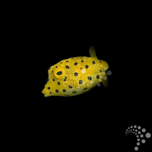 Pez Cofre Amarillo - Ostracion cubicum