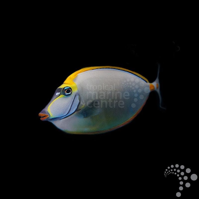 Pez Cirujano Elegante  - Naso elegans