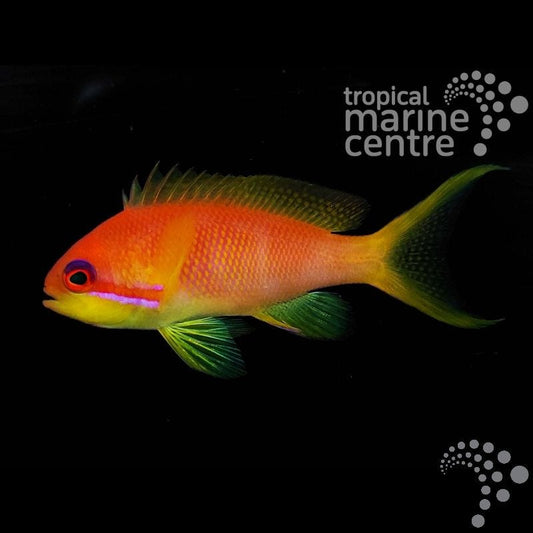 Anthias Wreck - Pseudanthias squamipinnis