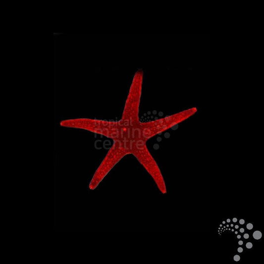 Estrella de Mar Roja punteada - Fromia milleporella