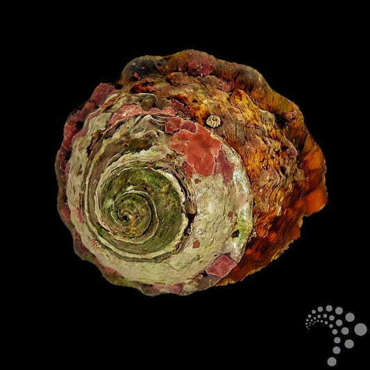 Caracol Romano - Astraea undosa