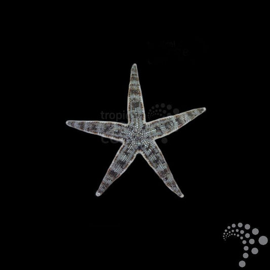 Estrella de Arena - Archaster typicus