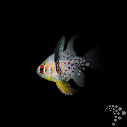 Cardenal Punteado - Sphaeramia nematoptera - CoralMastery | PECES