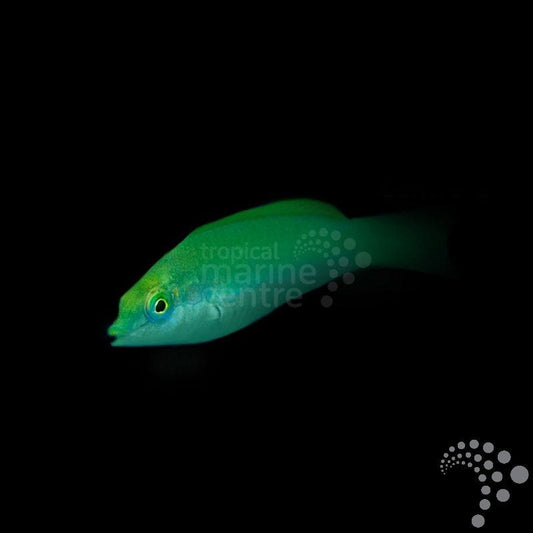 Pez Lábrido Jade - Halichoeres chloropterus