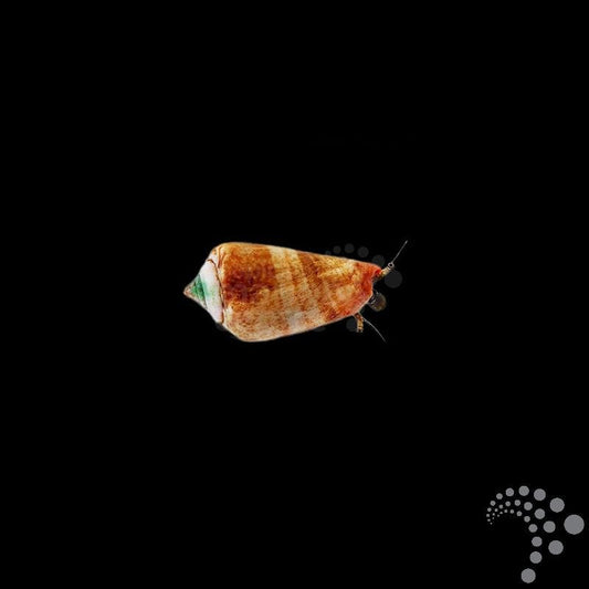 Caracol Arenero - Strombus luhanus