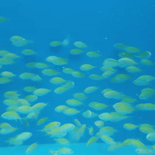 Chromis Verde - Chromis viridis
