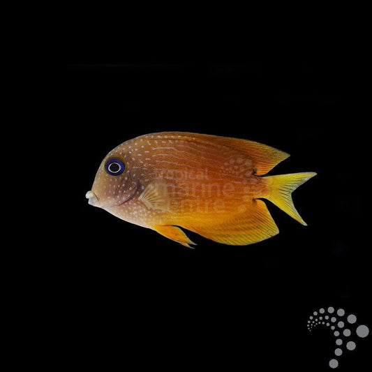 Pez Cirujano de Ojos Azules - Ctenochaetus binotatus