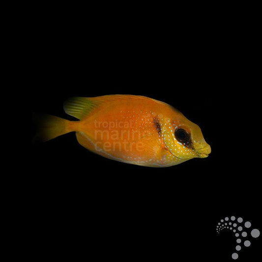 Pez Conejo Amarillo - Siganus corallinus